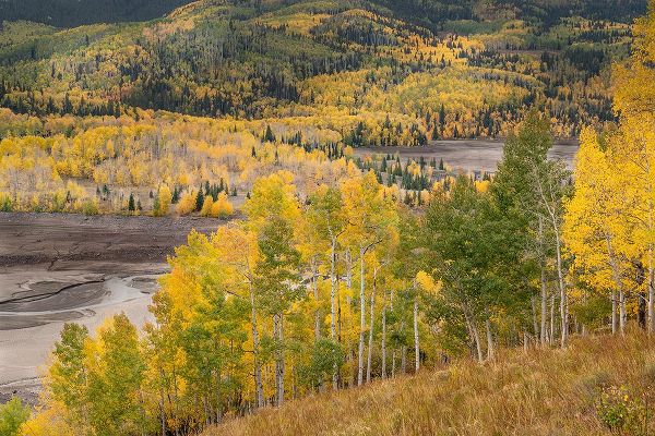 Jaynes Gallery 아티스트의 USA-Colorado-Uncompahgre National Forest Mountain aspens in autumn color작품입니다.